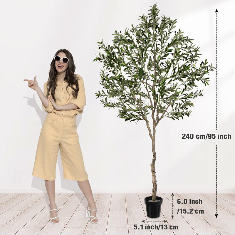 Evergreen Mediterranean Olive Tree