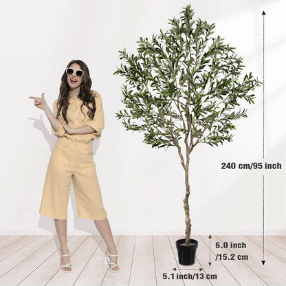 Evergreen Mediterranean Olive Tree