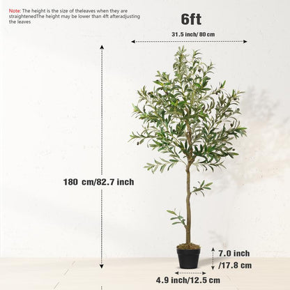 Evergreen Mediterranean Olive Tree