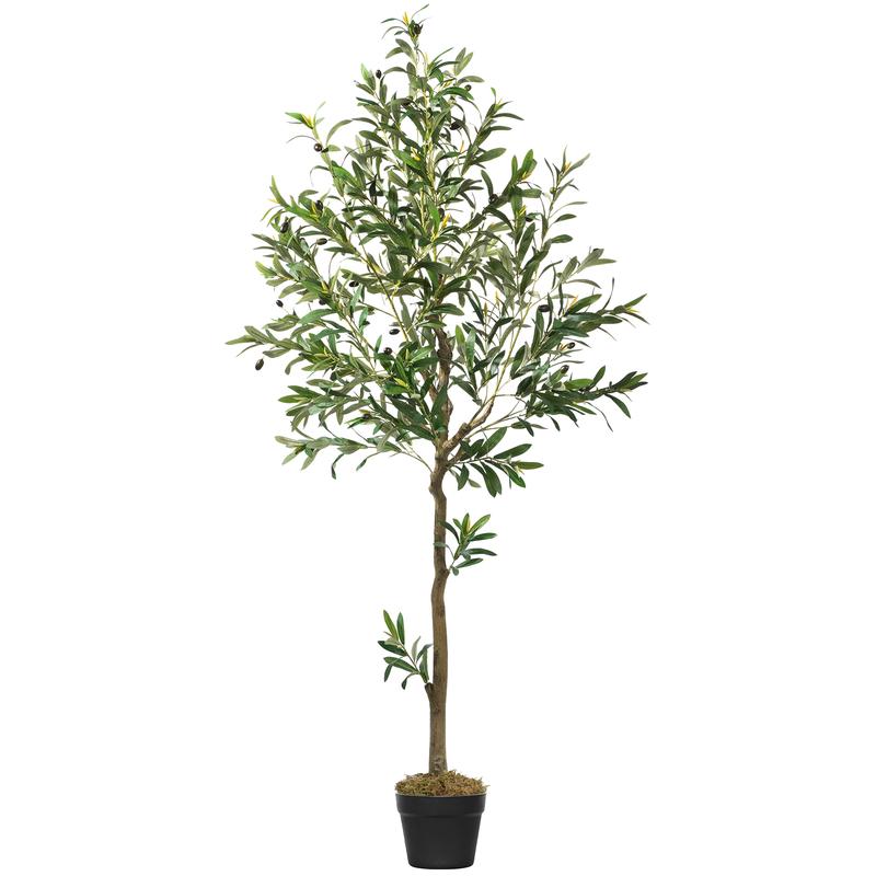 Evergreen Mediterranean Olive Tree