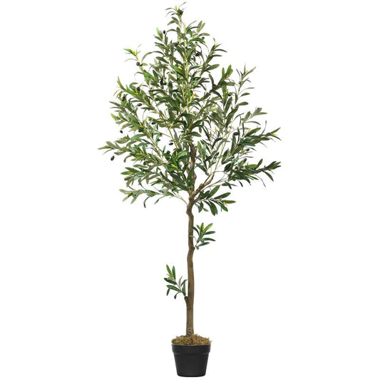 Evergreen Mediterranean Olive Tree