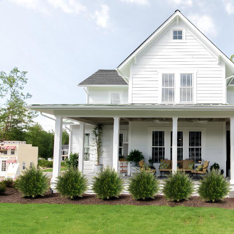 Outdoor Boxwood Topiary Plant
