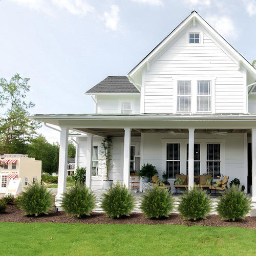 Outdoor Boxwood Topiary Plant