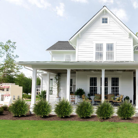 Outdoor Boxwood Topiary Plant